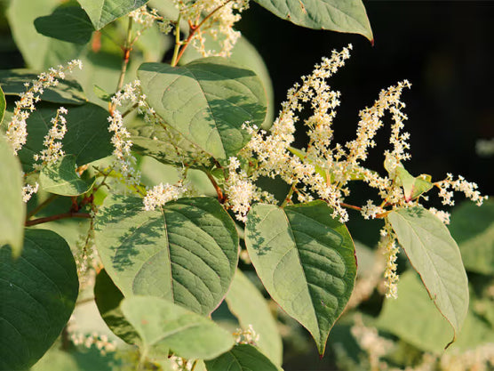 Individual Herbs
