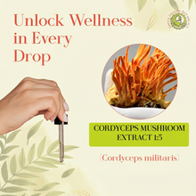 Load image into Gallery viewer, Cordyceps Militaris Tincture | Mushroom Liquid Extract