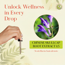 Load image into Gallery viewer, Chinese Skullcap Root - Scutellaria Baicalensis Root 1:5 Herbal Drops